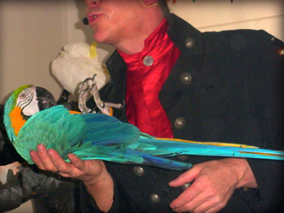 Dressage perroquet, perroquet sur le dos